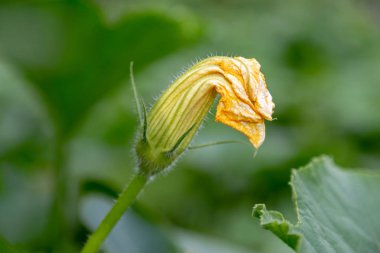 Kabak çiçeği organik bahçede olgunlaşır. Haloween premaratio