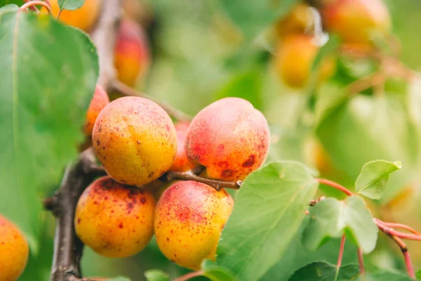 Abrikozenboom fruit rijping voor het oogsten tijdens het zonnige herf — Stockfoto