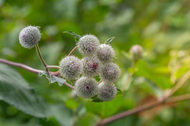Arctium burdock burs tohum eklemek dakika kanca gösteren 