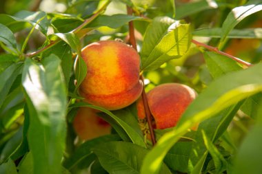 güzel güneşli bir yaz gününde şeftali ağacı.