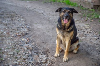 Dağ Çoban köpek gelen efendisi tebrik mutlu görünümlü b