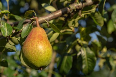 Armut bir ağaç dalı organik ve olgun.