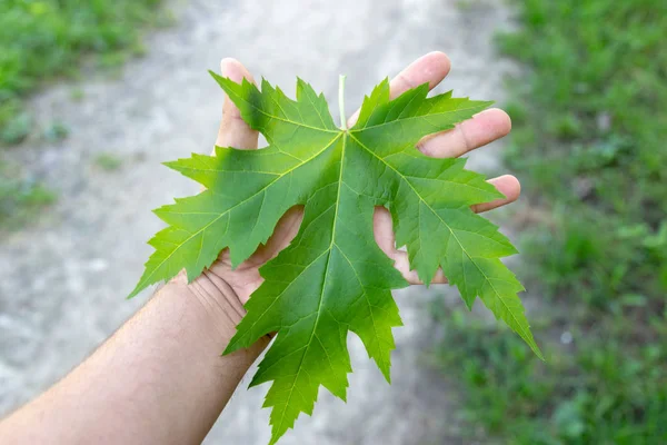 Hand holding a giant marple green leaf outdoors. Radiation and r