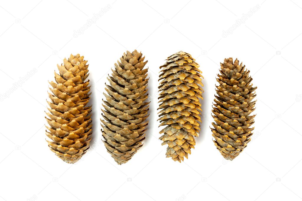 Variety of pinecones isiolated on white background.