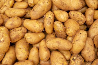 Patatesler yerel pazarda taze. Closeup gıda arka plan metni
