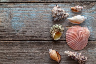 Mavi ahşap arka planda deniz kabukları olan yaz zamanı konsepti 