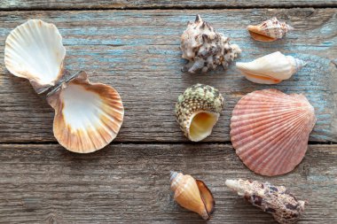 Mavi ahşap arka planda deniz kabukları olan yaz zamanı konsepti 