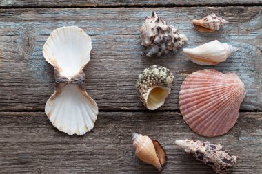 Mavi ahşap arka planda deniz kabukları olan yaz zamanı konsepti 