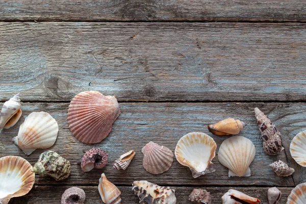 Zomer concept met zee schelpen op een blauwe houten achtergrond — Stockfoto