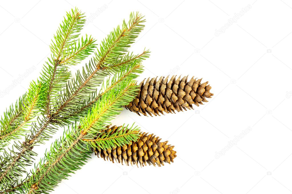 Fir tree branch with pinecones isolated on white background.