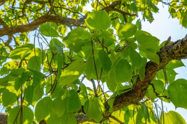 Nothern catalpa veya Catalpa speciosa tohumları bir ağaç br üzerinde olgunlaşma