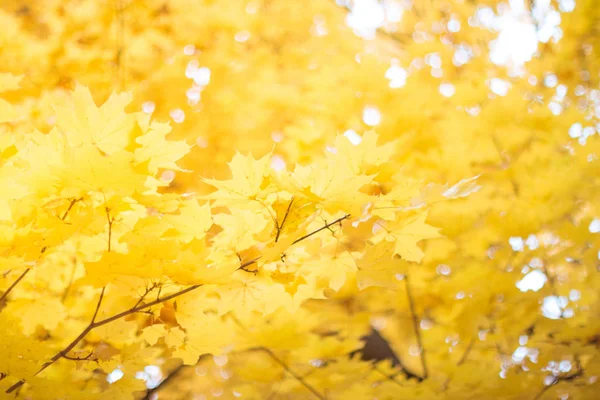 Jesienne drzewo klonowe liści w słoneczny dzień upadku. Zbliżenie na Severa — Zdjęcie stockowe