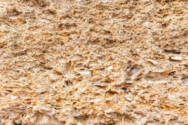 İçinde bir sürü deniz kabuğu olan sarı kumtaşı. Aşırı yakın