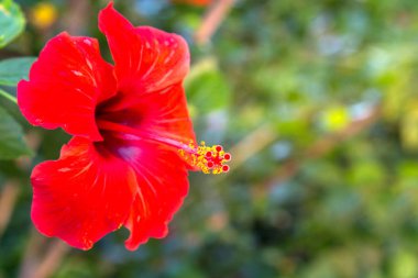 Yeşil arka planda kırmızı amber çiçeği. Tropikal gardda