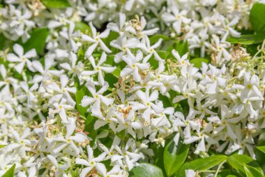 Suç ortağı Jasmine, Trachelospermum Jasminoides veya Star Jasmine 