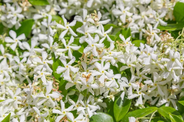Suç ortağı Jasmine, Trachelospermum Jasminoides veya Star Jasmine 