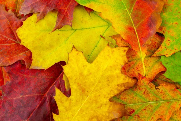 Дубові листя різноманітних кольорів, що покривають землю під час авто — стокове фото