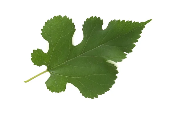 Folha verde de amoreira isolada no fundo branco. Herbário seri — Fotografia de Stock