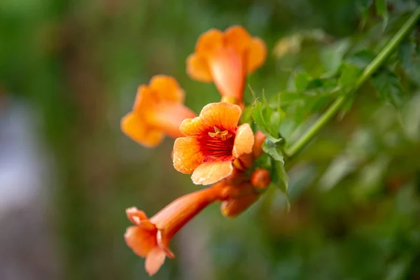 Blüten der Trompetenrebe oder der Trompetenschnecke campsis x hybrida — Stockfoto