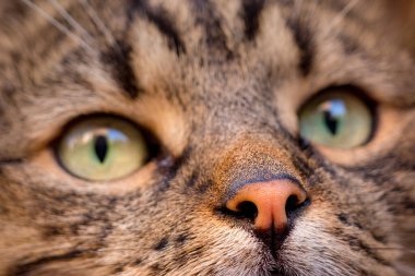 Görüntünün ana konusu kedi burunlu arka plan. O kavramı