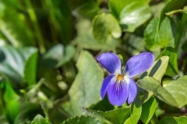 Kopya alanı ile filizlenen yaprak arkaplanı üzerine mor çiçek.