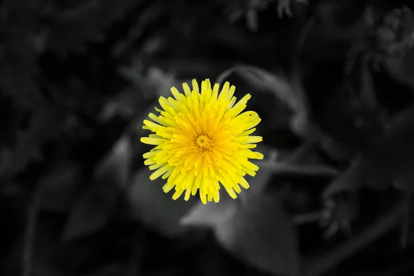 Dandelion on a black background with floral accents. — Stock Photo, Image