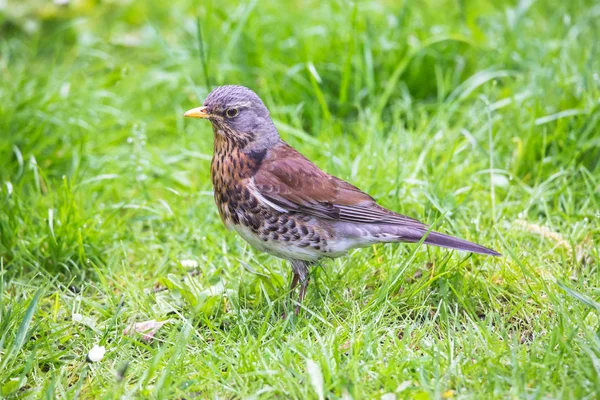 Fieldfare marche sur une herbe verte d'été . — Photo