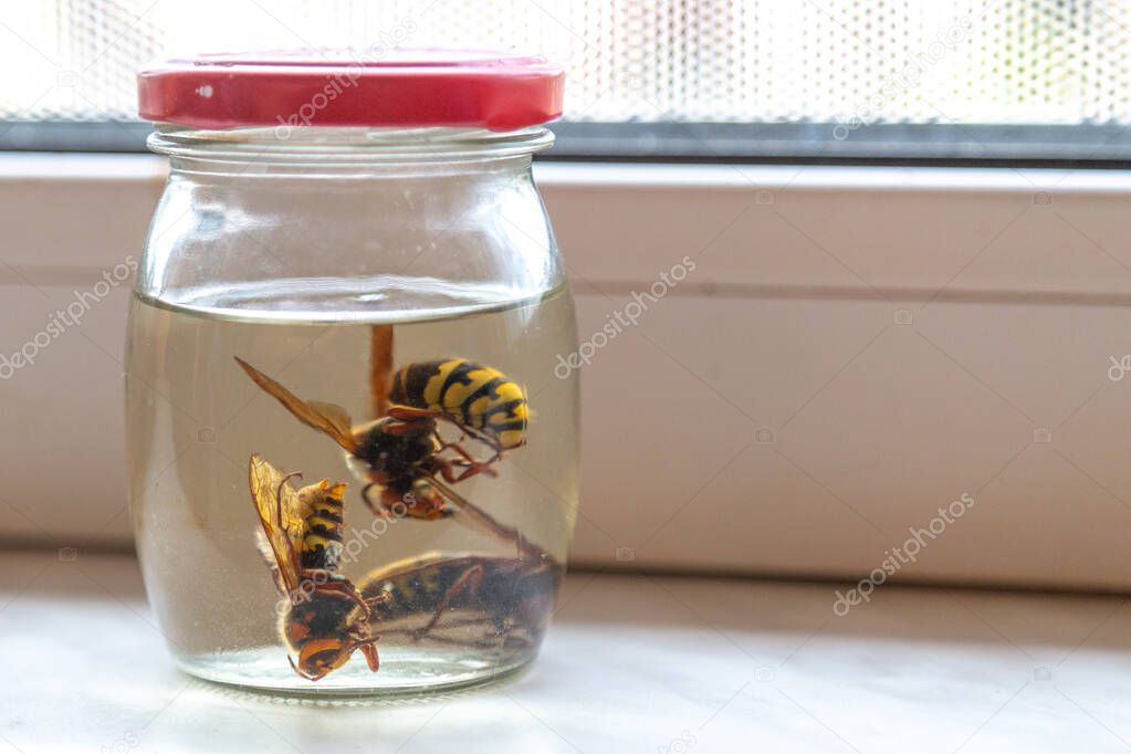 Dead Hornets in the jar preserved with alcohol. Bee keepers pest