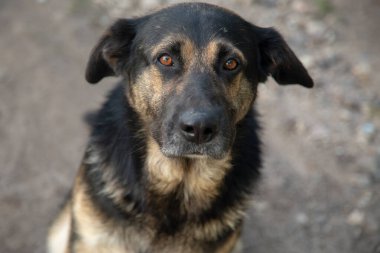 Mutlu şekilli köpek kameraya bakıyor. Gözlere yavaşça odaklan.
