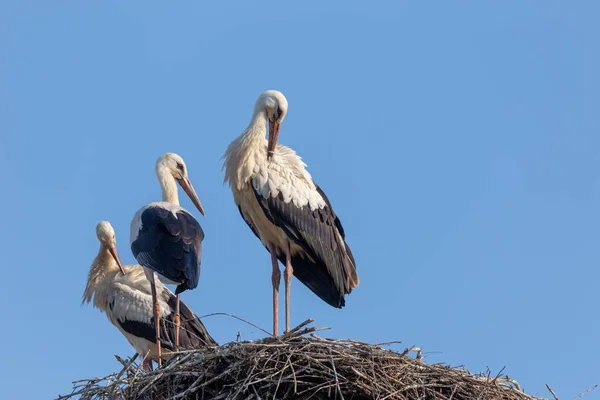 Fekete-fehér gólyák családja a fészkükben. takarítás és — Stock Fotó