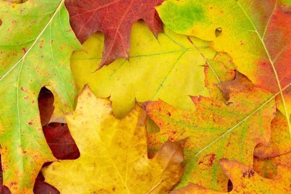 Листя дуба різноманітні кольори, що покривають землю під час осінньої осені . — стокове фото