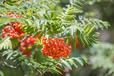 Güneşli bir günde olgun böğürtlenli Rowan ağacı dalı.