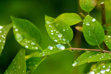 Taze bahar yaprakları üzerinde yağmur damlaları toplandı. Yaz yağmuru doğası 