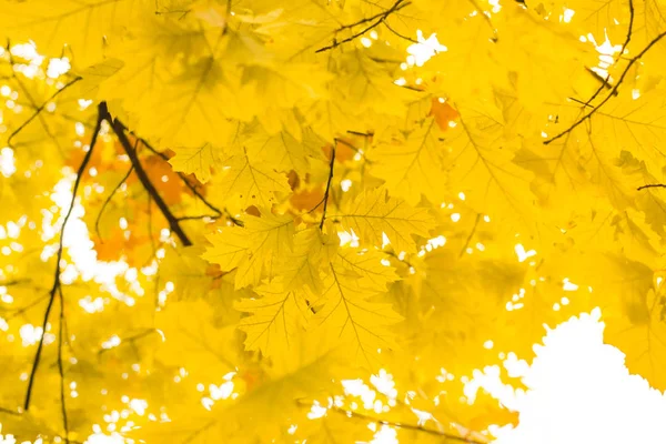 Jesienny dąb tło liści z aspektem na kilku liściach — Zdjęcie stockowe