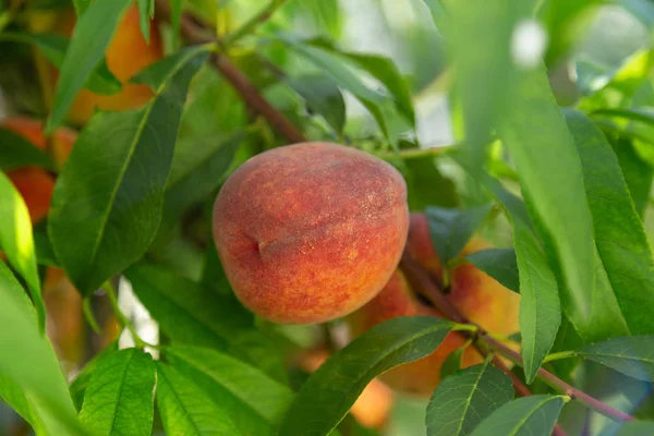 Pohon persik menutup dengan fokus lembut pada buah tunggal . — Stok Foto