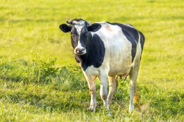 Güneşli yaz gününde çayırdaki inek.. 