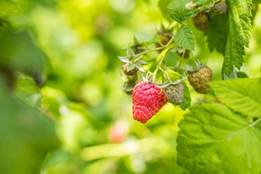 Fotokopi alanı olan bir çalılıkta yetişen ahududu. Otantik çiftlik serisi.