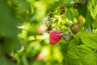 Fotokopi alanı olan bir çalılıkta yetişen ahududu. Otantik çiftlik serisi