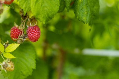 Fotokopi alanı olan bir çalılıkta yetişen ahududu. Otantik çiftlik serisi.