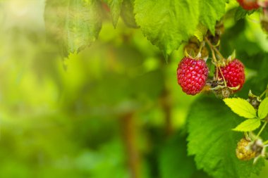 Fotokopi alanı olan bir çalılıkta yetişen ahududu. Otantik çiftlik serisi. 