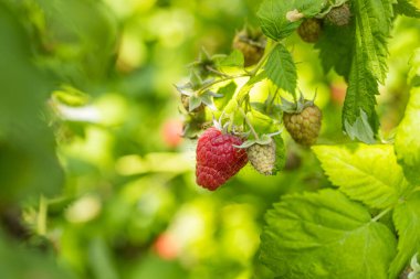 Fotokopi alanı olan bir çalılıkta yetişen ahududu. Otantik çiftlik serisi.