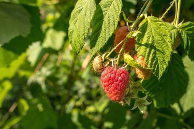 Fotokopi alanı olan bir çalılıkta yetişen ahududu. Otantik çiftlik serisi.