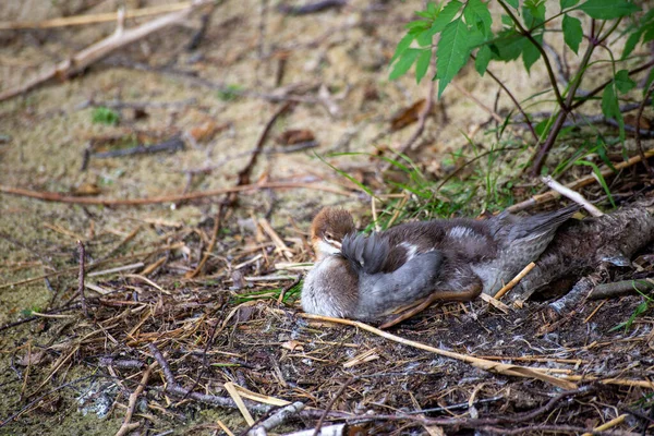 Fiatalkorú Nagy Kérges Grebe Podiceps Cristatus Pihen Parton — Stock Fotó