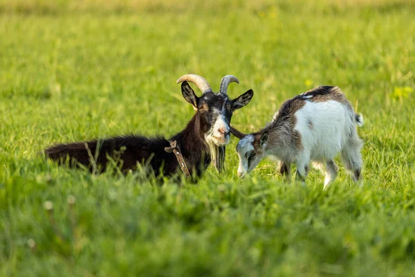 Goat Rural Springtime Meadow Copy Space — Stock Photo, Image