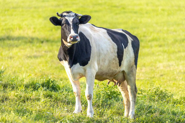 Cow on a meadow during sunny summertime day