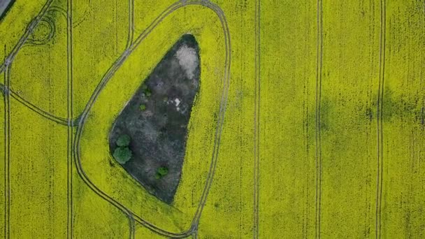 Gele Canola Veld Veld Van Koolzaad Bloei Drone Beelden — Stockvideo