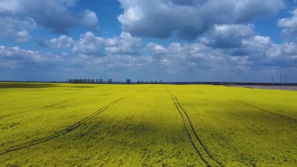 Gele Canola Veld Veld Van Koolzaad Bloei Drone Beelden — Stockvideo