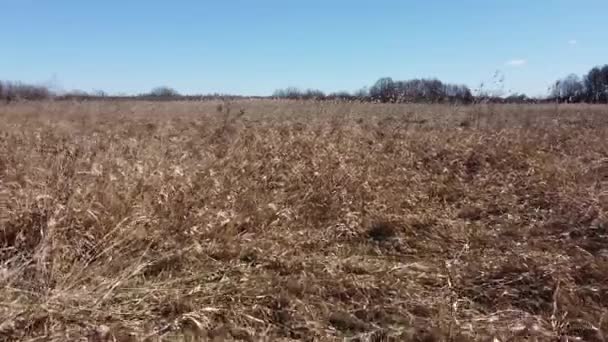 Vol Aérien Sur Herbe Hiver Décembre Avant Les Chutes Neige — Video