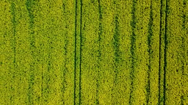 Campo Colza Gialla Campo Colza Fiore Filmati Dei Droni — Video Stock