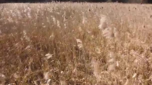 Vol Aérien Sur Herbe Hiver Décembre Avant Les Chutes Neige — Video